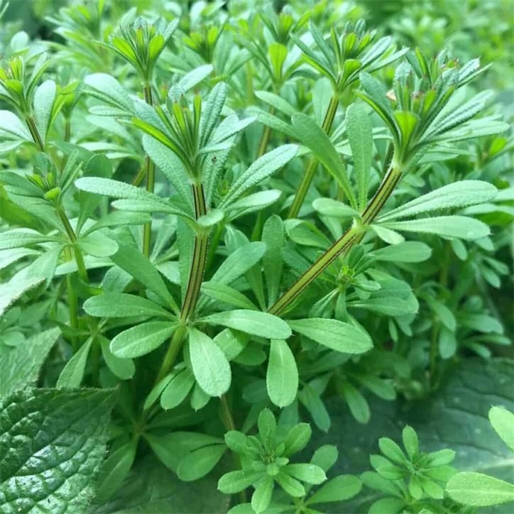 Cleavers — the overlooked lymphatic plant